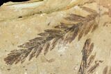 Metasequoia Fossil Plate - Cache Creek, BC #110906-1
